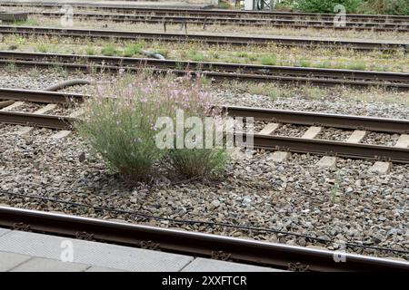 L'arbusto rosa fiorito cresce nel letto di ghiaia tra i binari ferroviari Foto Stock