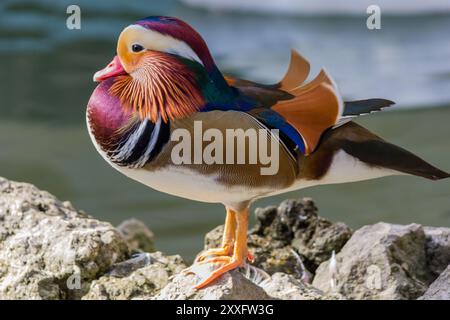 un'anatra colorata su una roccia nello stagno in un parco pubblico Foto Stock