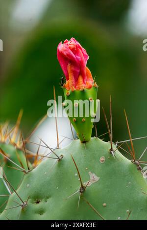 Un fiore vibrante che fiorisce su un cactus, simboleggia l'armonia della vita in ambienti aridi Foto Stock