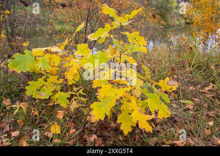 Foglie di quercia in autunno. Sfondo dorato e soleggiato Foto Stock