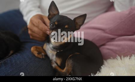 Un uomo adulto tiene delicatamente un piccolo chihuahua in grembo in un accogliente salotto. Foto Stock