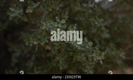 Primo piano di foglie di quercus coccifera in una foresta mediterranea Foto Stock