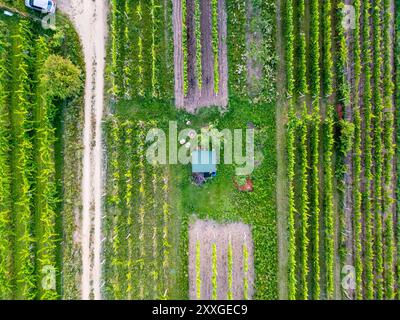 Un colpo aereo di droni cattura le file ordinate di vigneti dall'alto, evidenziando la simmetria e la bellezza dei lussureggianti vigneti verdi che si estendono in Foto Stock