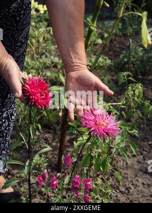 A Tender Touch: Le mani di una donna anziana abbracciano Pink Asters nel Volyn Village Foto Stock