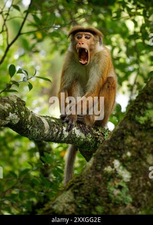 Toque Macaque Macaca sinica scimmia bruna rossastro del Vecchio mondo endemica dello Sri Lanka, conosciuta come rilewa o rilawa, scimmia adulta nell'albero con ba verde Foto Stock