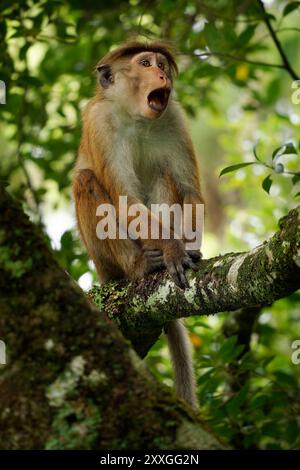 Toque Macaque Macaca sinica scimmia bruna rossastro del Vecchio mondo endemica dello Sri Lanka, conosciuta come rilewa o rilawa, scimmia adulta nell'albero con ba verde Foto Stock