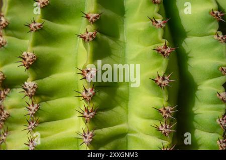 Uno sguardo dettagliato a un cactus verde che mette in risalto le sue spine prominenti sotto la luce del sole in un ambiente desertico. Foto Stock