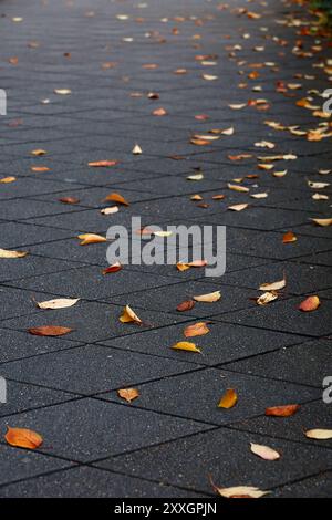 Foglie autunnali cadute su un marciapiede lastricato Foto Stock