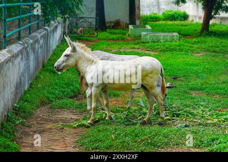 Il mulo è un ibrido equino domestico tra un asino e un cavallo. È la progenie di un asino maschio (un jack) e di un cavallo femmina (un mare) Foto Stock