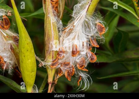 Primo piano del pode di semina e dei semi di alghe munte della palude. Giardino dei fiori selvatici, conservazione delle piante e concetto di natura Foto Stock