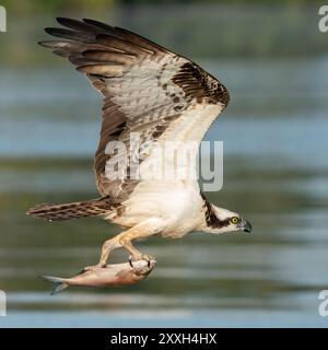 Un falco pescatore che cattura un pesce Foto Stock