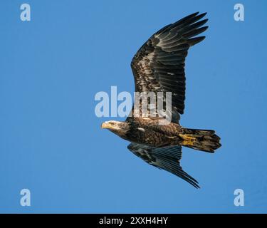 Un'aquila calva immatura in volo Foto Stock