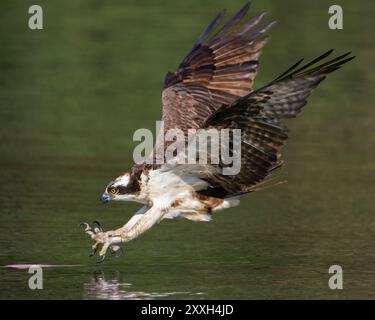 Un falco pescatore che arriva per prendere un pesce. Foto Stock