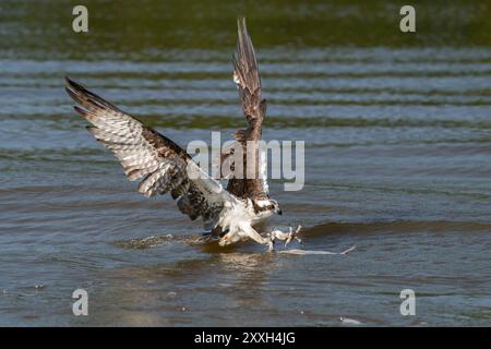 Un falco pescatore che cattura un pesce Foto Stock