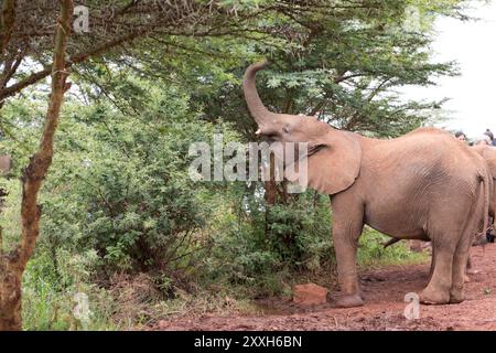 28 maggio 2016. Africa, Kenya, David Sheldrick Wildlife Trust, centro di salvataggio e riabilitazione degli elefanti orfani. 2016-08-04 Foto Stock