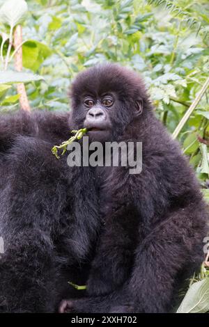 Africa, Ruanda, Musanze distretto, Parco Nazionale Vulcani, Ruhengeri, Kinigi. Gorilla beringei beringei, gorilla di montagna. Il bambino e la madre. 2016-08-0 Foto Stock