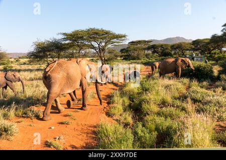 Africa, Kenya, Samburu riserva nazionale. Gli elefanti nella savana.(Loxodonta africana). I turisti fotografare. 2016-08-04 Foto Stock