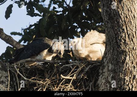 Aquila Harpy femmina, Harpia harpyja, che dà da mangiare al suo pulcino di 4 mesi, alta Floresta, Amazzonia, Brasile, Sud America Foto Stock