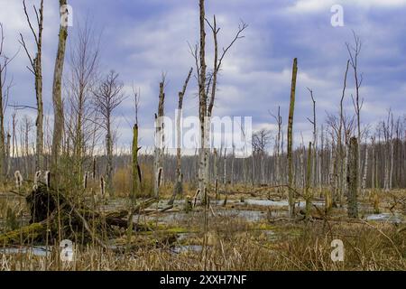 Palude con alberi morti e cielo nuvoloso spettacolare nella riserva naturale tedesca Uckermark vicino a Poratz Foto Stock