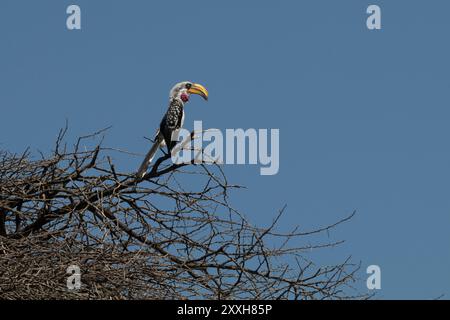 Africa, Kenya, riserva nazionale di Samburu. Hornbill di von der Decken (Tockus deckeni). 2016-08-04 Foto Stock