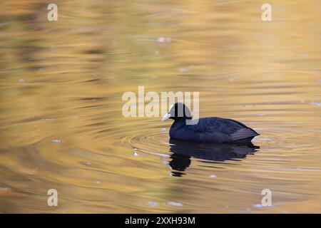 fossa comune eurasiatica (Fulica atra) che nuota su un lago nell'area di protezione naturale di Moenchbruch vicino a Francoforte, Germania, Europa Foto Stock