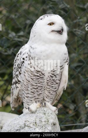 Gufo innevato (bubo scandiacus) nel suo recinto allo zoo. Gufo innevato (bubo scandiacus) seduto in una gabbia in uno zoo Foto Stock