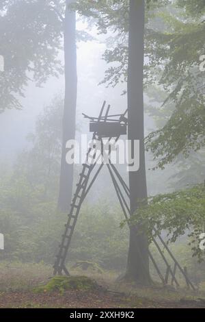 Sede alta nella foresta, Spessart, Baviera, Germania, cieco di caccia nella Foresta di faggio, Baviera, Germania, Europa Foto Stock