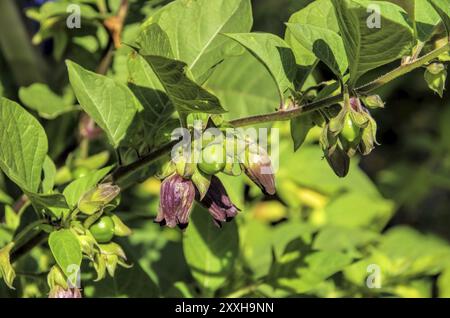 Blueten und Bereren der Schwarze Tollkirsche, fiori e bacche provenienti dalla letale pianta nightshade Foto Stock