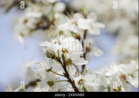 Fiore di prugna, fiore di prugna 80 Foto Stock