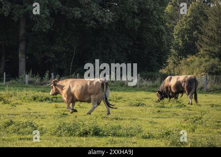 Due vacche che pascolano su un pascolo di fronte a una fitta foresta in estate, borken, muensterland, germania Foto Stock