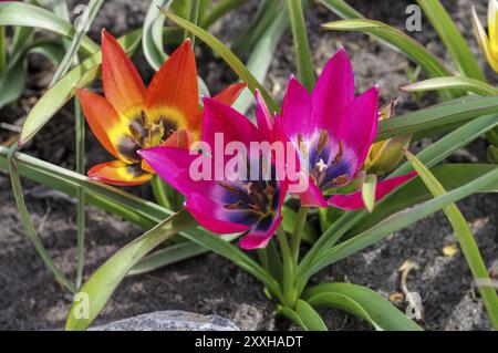 Wildtulpe Little beauty und hageri splendens, tulipano selvaggio è chiamato piccola bellezza e hageri splendens Foto Stock