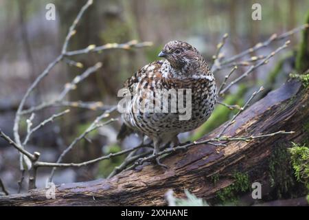 Hazel grouse (Tetrastes bonasia), sinonimo: Bonasa bonasia, nocciola grouse Foto Stock