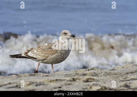 Foraggio giovanile di gabbiano aringhe. Ritratto di un gabbiano europeo delle aringhe Foto Stock