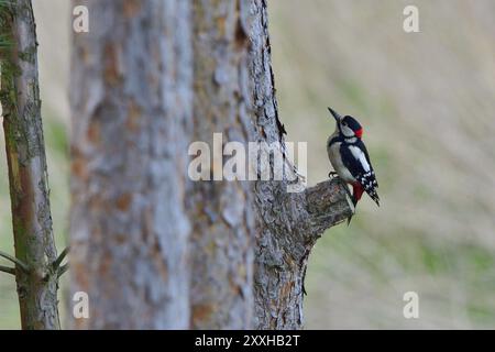 Buntspecht im Wald, maschio grande picchio maculato nella foresta Foto Stock