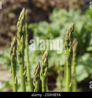 Campo di asparagi, Spargelfeld 31 Foto Stock