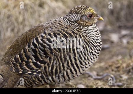 Fagiano dorato (gallina) Foto Stock