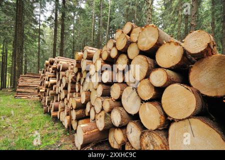Tronchi di abete appena tagliati nella foresta Foto Stock