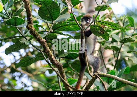 Africa, Uganda, Foresta di Kibale Parco Nazionale. Red-coda di scimmia (Cercopithecus ascanius) alimentazione nella struttura ad albero. 2016-08-04 Foto Stock