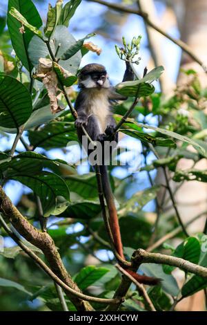 Africa, Uganda, Foresta di Kibale Parco Nazionale. Red-coda di scimmia (Cercopithecus ascanius) alimentazione nella struttura ad albero. 2016-08-04 Foto Stock