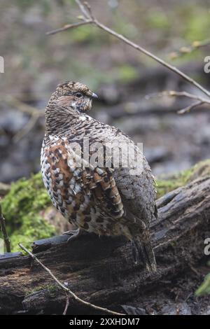 Hazel grouse (Tetrastes bonasia), sinonimo: Bonasa bonasia, nocciola grouse Foto Stock