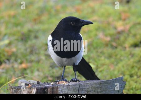 Magpie quando cerca cibo. Magpie eurasiatiche o magpie europee comuni (Pica pica) in cerca di cibo Foto Stock