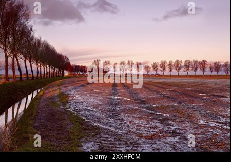 Lunghe ombre di alberi sul campo arato durante l'alba Foto Stock