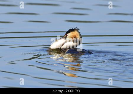 Grebe crestato grande con carpa comune, Grebe crestato grande con carpa, Podiceps Cristatus, Grebe, Europa, Europa, Europa, Germania, Germania, Europa Foto Stock