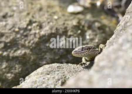 Lucertola di sabbia che prende il sole. Lucertola di sabbia femminile tra pietre Foto Stock