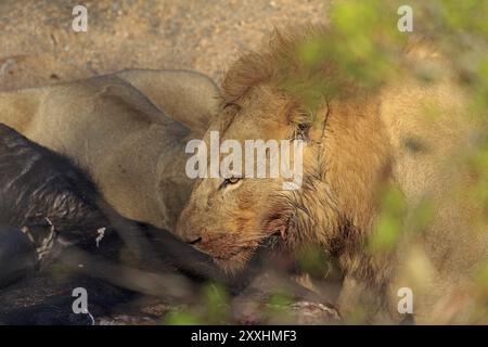 Due leoni che si nutrono di un bufalo ucciso nel Kruger National Park Foto Stock