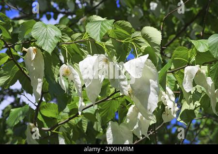 Taschentuchbaum oder Davidia involucrata, colomba o Davidia involucrata in primavera Foto Stock