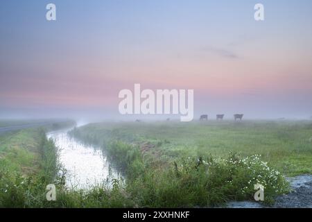 Silhouette di mucca su pascolo nebbioso e fiori a margherita Foto Stock