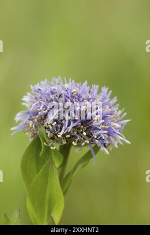 Globularia bisnagarica, fiore comune Foto Stock