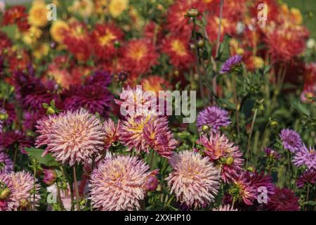 Un campo di dalie colorate in rosso, rosa e giallo, che mostra la natura e la diversità, Legden, Muensterland, germania Foto Stock