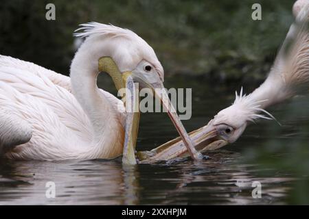 Due pellicani rosa litiganti Foto Stock